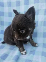 Moses , a male Chihuahua for sale in Robeline, LA – 1 of 4