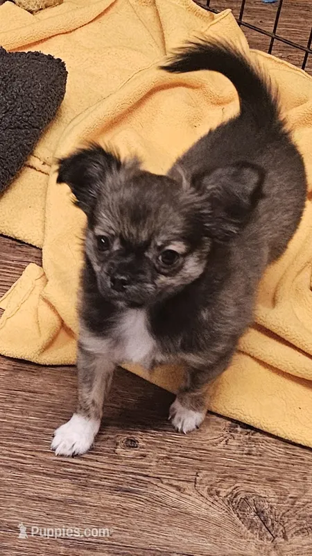 Mario – Chihuahua puppy for sale in Robeline, LA