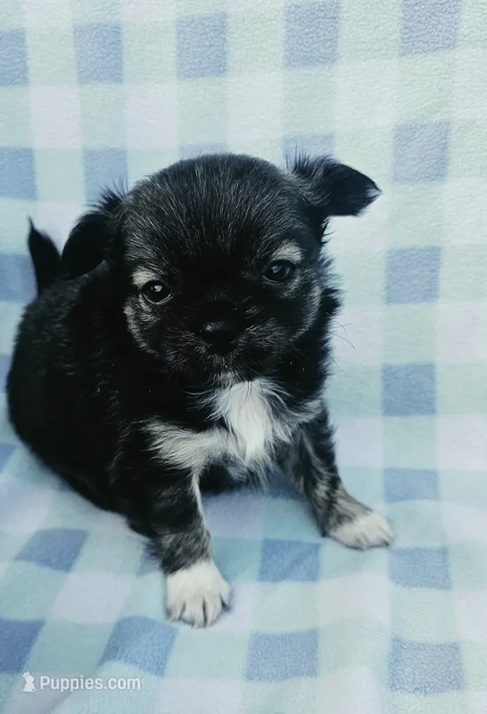 Mario – Chihuahua puppy for sale in Robeline, LA