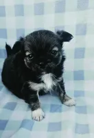 Mario, a male Chihuahua for sale in Robeline, LA – 1 of 3