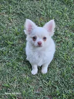 pixel, a male Chihuahua for sale in Robeline, LA – 3 of 3