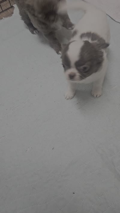 mazel, a female Chihuahua for sale in Robeline, LA – 2 of 2