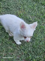 pixel, a male Chihuahua for sale in Robeline, LA – 2 of 3
