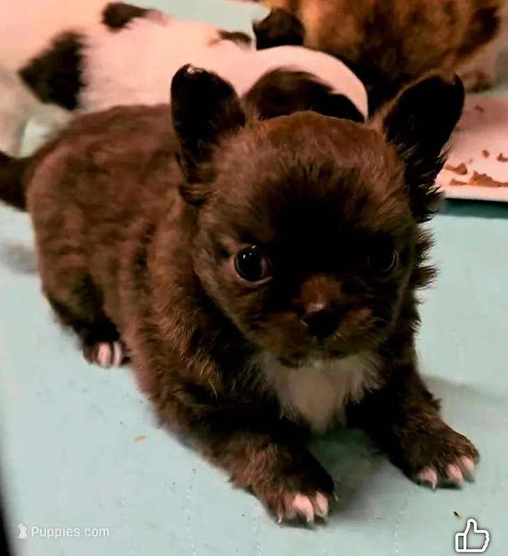 mazel – Chihuahua puppy for sale in Robeline, LA