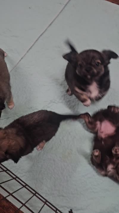 Moses , a male Chihuahua for sale in Robeline, LA – 4 of 4