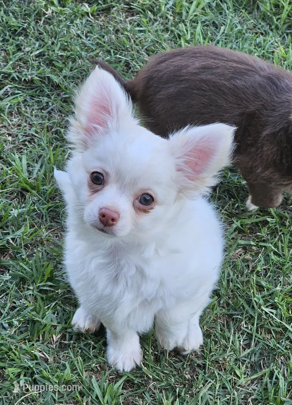pixel – Chihuahua puppy for sale in Robeline, LA
