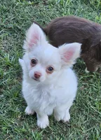 pixel, a male Chihuahua for sale in Robeline, LA – 1 of 3
