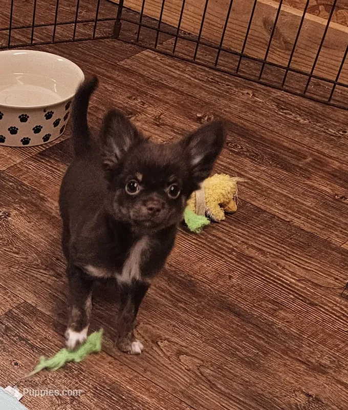 Moses  – Chihuahua puppy for sale in Robeline, LA