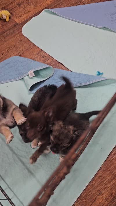 Mario, a male Chihuahua for sale in Robeline, LA – 3 of 3