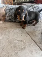 Luna, a female Miniature Dachshund for sale in Aransas Pass, TX – Photo 9 of 9