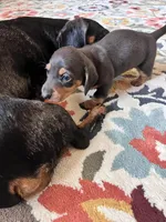 Jill, a female Miniature Dachshund for sale in Aransas Pass, TX – Photo 4 of 4