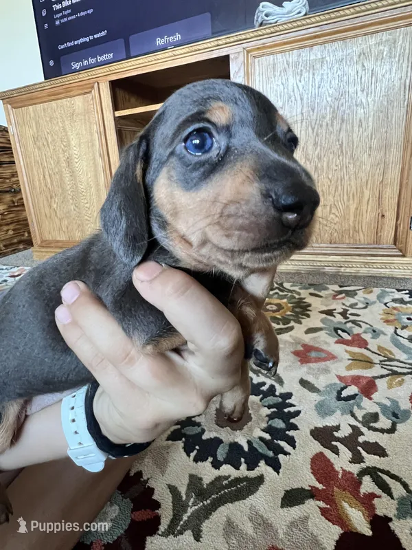 Jill – Miniature Dachshund puppy for sale in Aransas Pass, TX