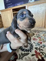 Jill, a female Miniature Dachshund for sale in Aransas Pass, TX – Photo 1 of 4