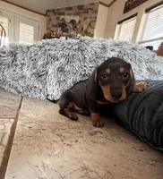 Luna, a female Miniature Dachshund for sale in Aransas Pass, TX – Photo 6 of 9