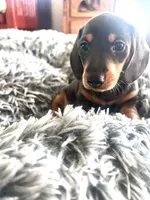 Luna, a female Miniature Dachshund for sale in Aransas Pass, TX – Photo 4 of 9