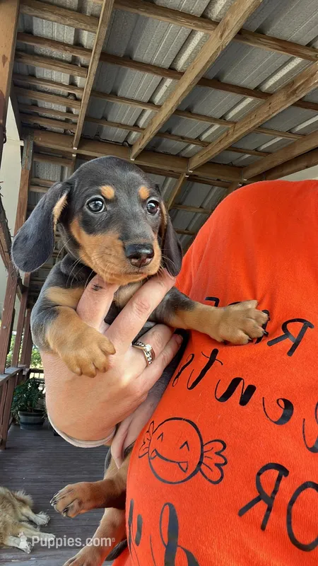 Luna – Miniature Dachshund puppy for sale in Aransas Pass, TX