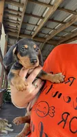 Luna, a female Miniature Dachshund for sale in Aransas Pass, TX – Photo 1 of 9