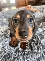 Luna, a female Miniature Dachshund for sale in Aransas Pass, TX – Photo 2 of 9