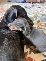 Jill, a female Miniature Dachshund for sale in Aransas Pass, TX – Photo 3 of 4