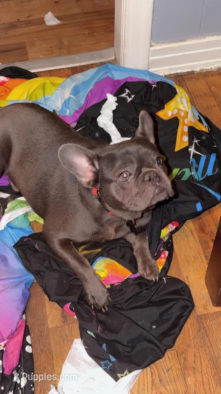 Gucci – French Bulldog puppy for sale in Little Rock, AR