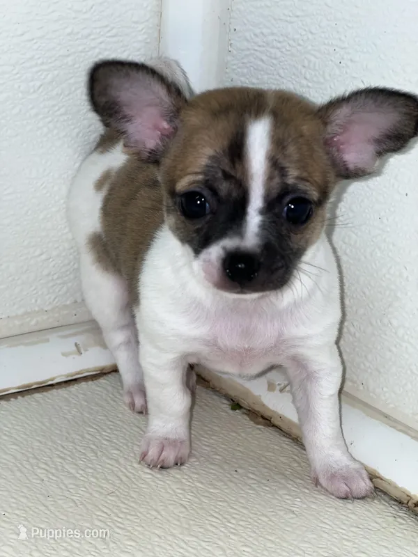 Kristoff – Chihuahua puppy for sale in Wellington, CO