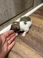 Kristoff, a male Chihuahua for sale in Wellington, CO – Photo 2 of 3