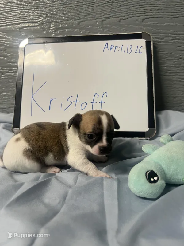 Kristoff – Chihuahua puppy for sale in Wellington, CO