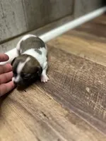 Kristoff, a male Chihuahua for sale in Wellington, CO – Photo 1 of 3