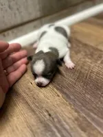 Anna, a female Chihuahua for sale in Wellington, CO – Photo 1 of 5