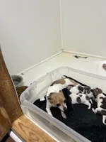 Anna, a female Chihuahua for sale in Wellington, CO – Photo 5 of 5