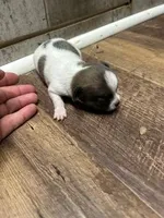 Anna, a female Chihuahua for sale in Wellington, CO – Photo 2 of 5