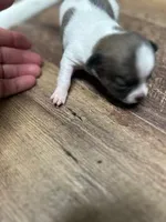 Anna, a female Chihuahua for sale in Wellington, CO – Photo 4 of 5