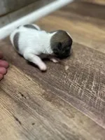 Anna, a female Chihuahua for sale in Wellington, CO – Photo 3 of 5