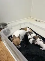 Elsa, a female Chihuahua for sale in Wellington, CO – Photo 4 of 4