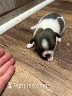 Elsa – Chihuahua puppy for sale in Wellington, CO