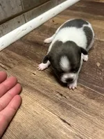 Elsa, a female Chihuahua for sale in Wellington, CO – Photo 1 of 4