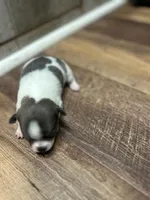 Elsa, a female Chihuahua for sale in Wellington, CO – Photo 2 of 4