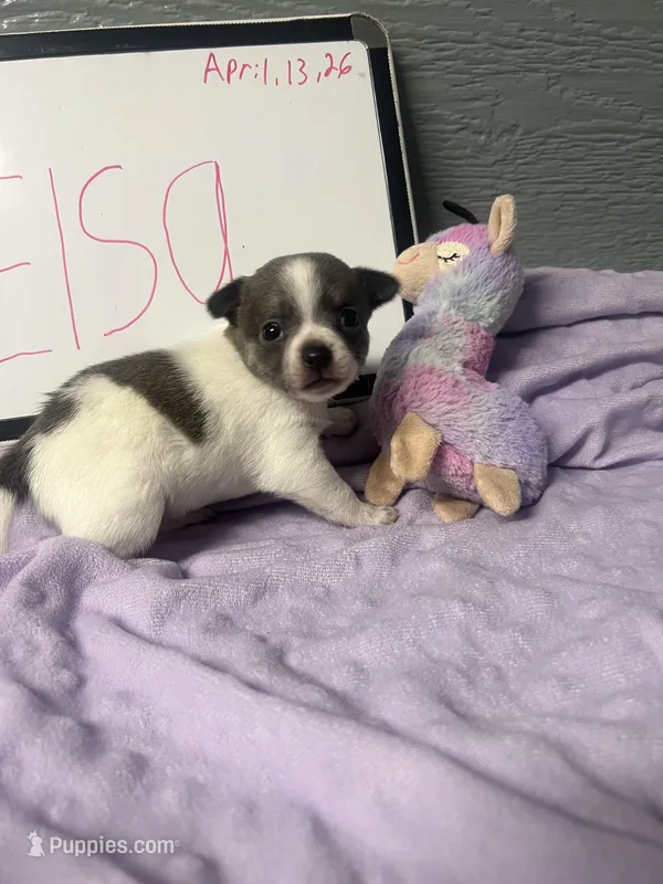 Elsa – Chihuahua puppy for sale in Wellington, CO