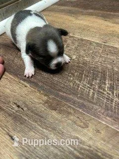 Elsa, a female Chihuahua for sale in Wellington, CO – Photo 3 of 4