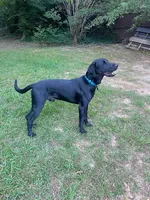 Black Male, a male Labrador Retriever for sale in Cedar Bluff, AL – 2 of 2