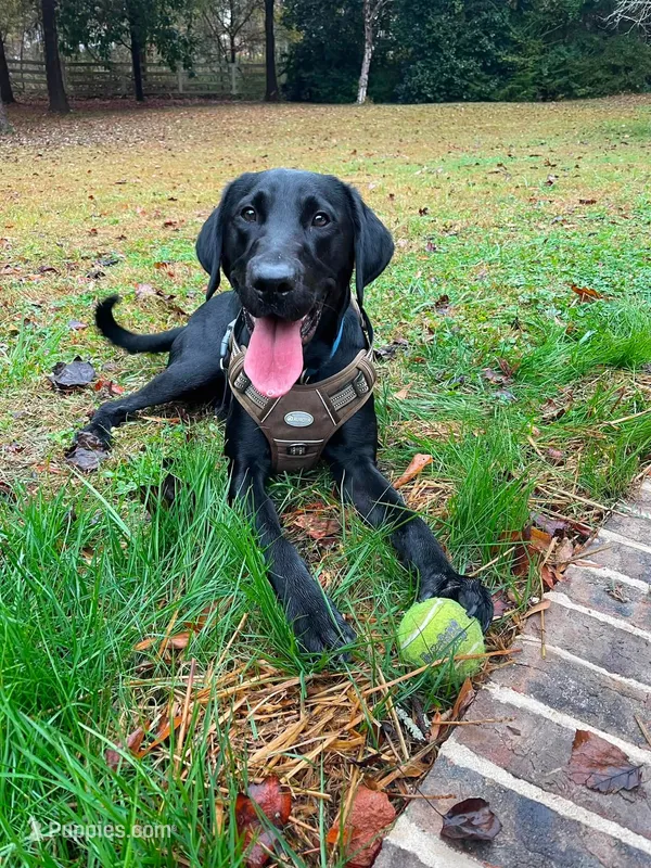 Black Male – Labrador Retriever puppy for sale in Cedar Bluff, AL