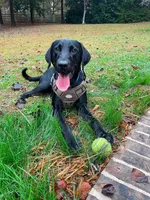 Black Male, a male Labrador Retriever for sale in Cedar Bluff, AL – 1 of 2