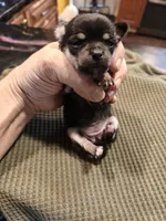 Girl 14 Johnna, a female Chihuahua for sale in Marion, IL – Photo 4 of 4