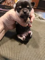 Girl 14 Johnna, a female Chihuahua for sale in Marion, IL – Photo 1 of 4