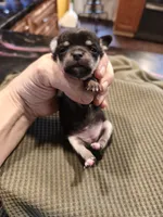 Girl 14 Johnna, a female Chihuahua for sale in Marion, IL – Photo 3 of 4