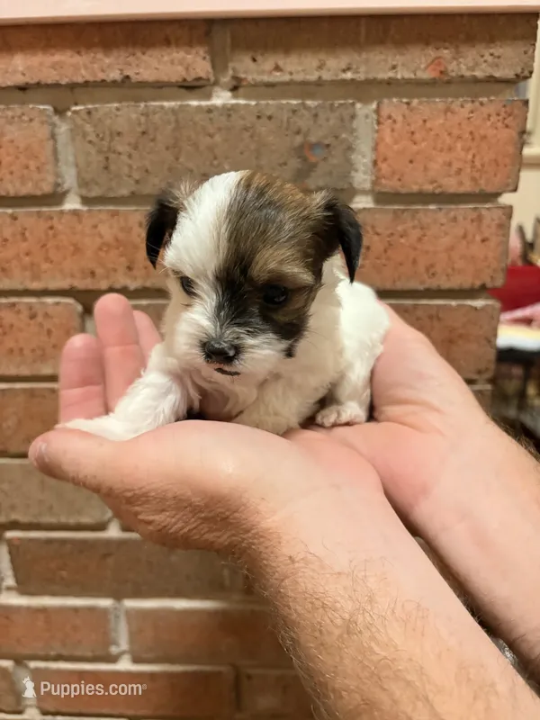 AKC teacup Male, a male Yorkshire Terrier for sale in Amarillo, TX – 1 of 1