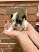 AKC teacup Male, a male Yorkshire Terrier for sale in Amarillo, TX – 1 of 1