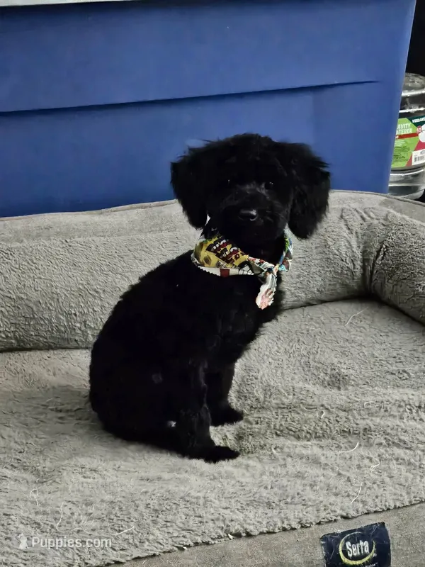 Toy Poodle – Poodle - Toy  puppy for sale in Amarillo, TX