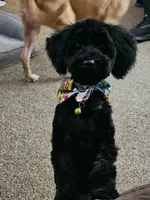 Toy Poodle, a male Poodle - Toy  for sale in Amarillo, TX – 2 of 2