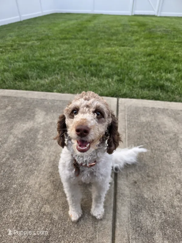 Zoey – Bernese Mountain Dog, Poodle - Miniature  puppy for sale in Indianapolis, IN